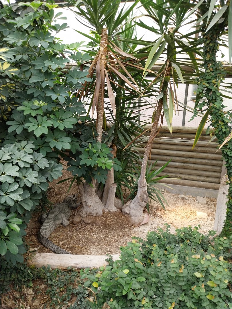 Toni's zoo Rothenburg - Tropenhaus 3 -  Dwarf crocodile enclosure (Osteolaemus tetraspis)