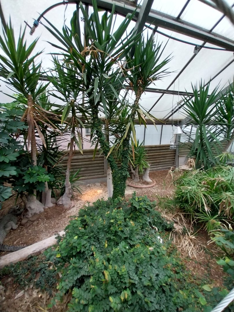 Toni's zoo Rothenburg - Tropenhaus 3 -  Dwarf crocodile enclosure