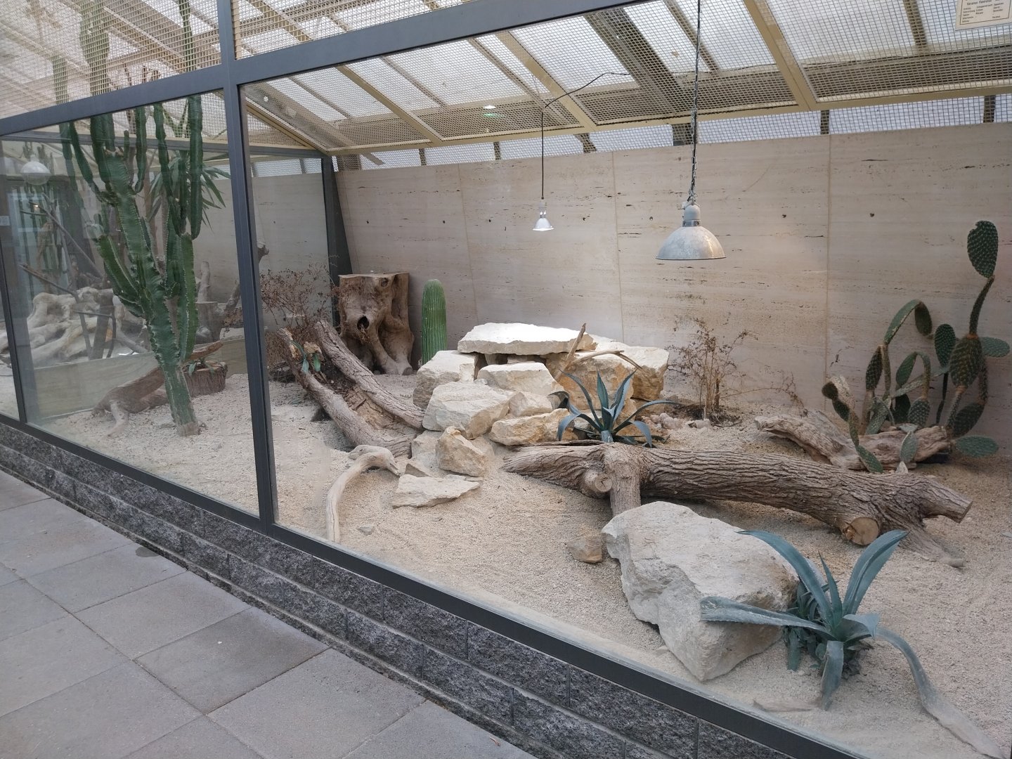 Toni's zoo Rothenburg - Tropenhaus 3 -  Gould's monitor enclosure