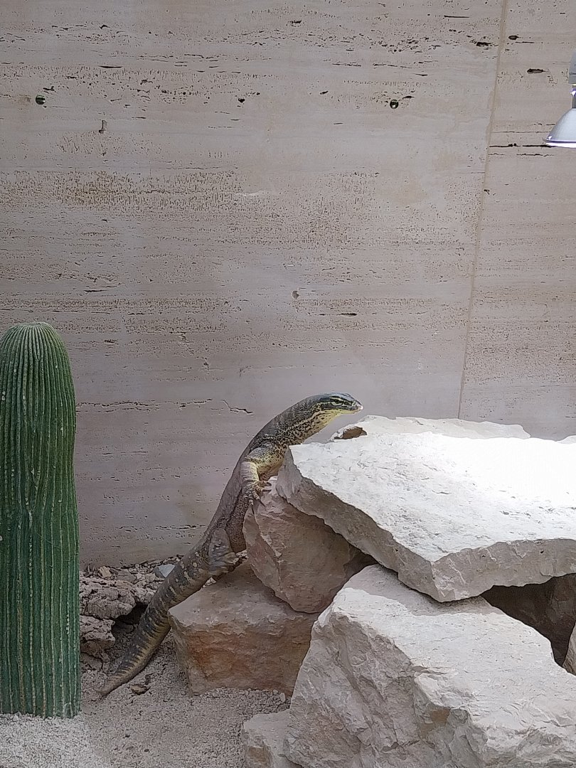 Toni's zoo Rothenburg - Tropenhaus 3 -  Gould's monitor (varanus gouldii)