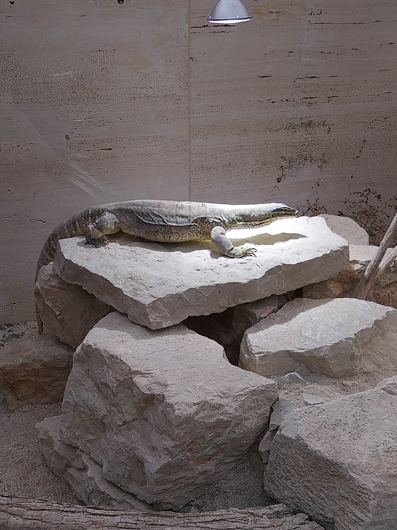 Toni's zoo Rothenburg - Tropenhaus 3 -  Gould's monitor (Varanus gouldii)