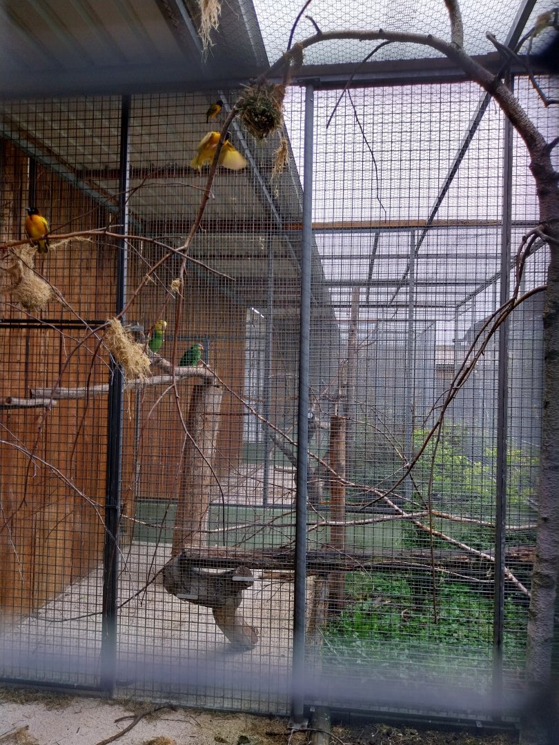 Toni's zoo Rothenburg - Village weaver aviary
