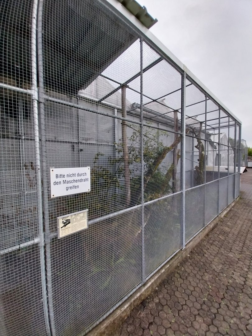 Toni's zoo Rothenburg - White tufted-ear marmoset enclosure