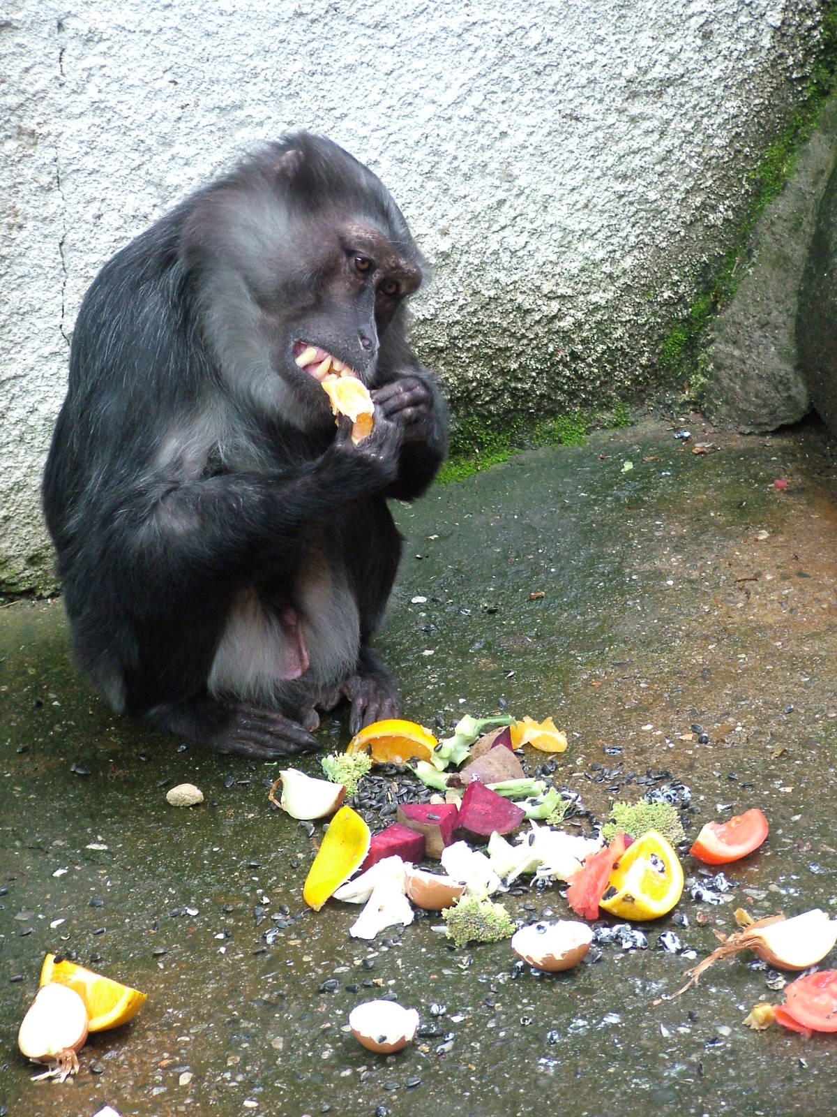Tonkean Macaque at Jihlava, 31/05/10