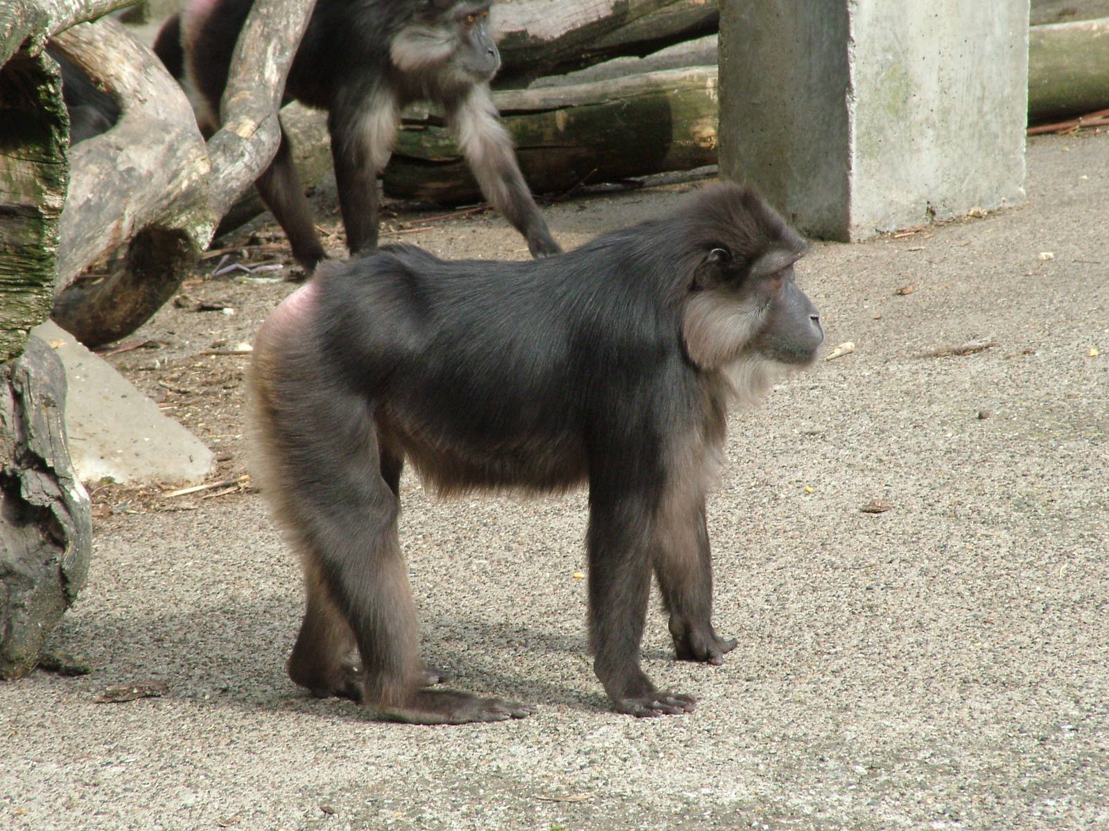 Tonkean Macaque at Mulhouse 29/08/09