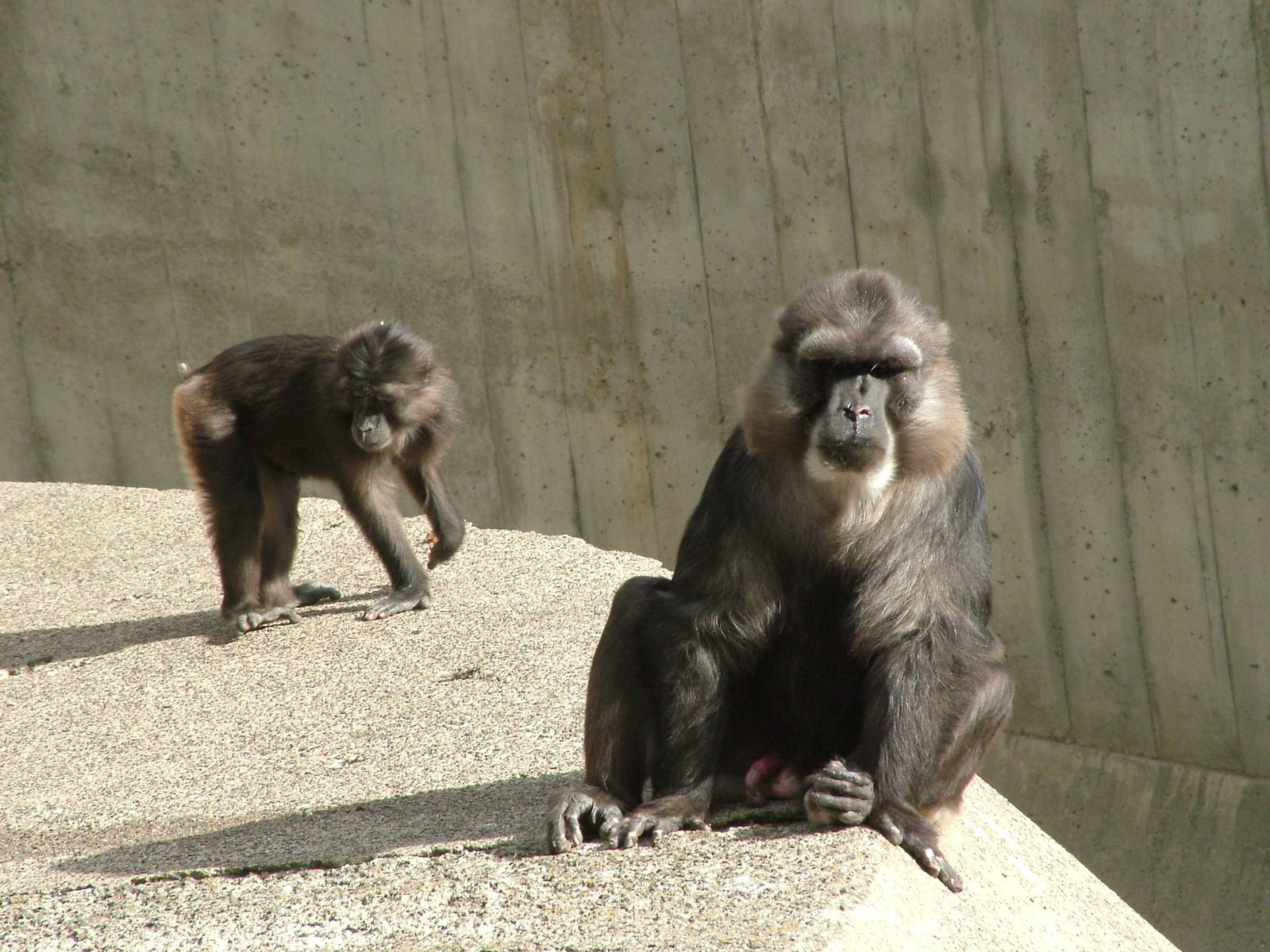 Tonkean Macaque at Mulhouse 29/08/09