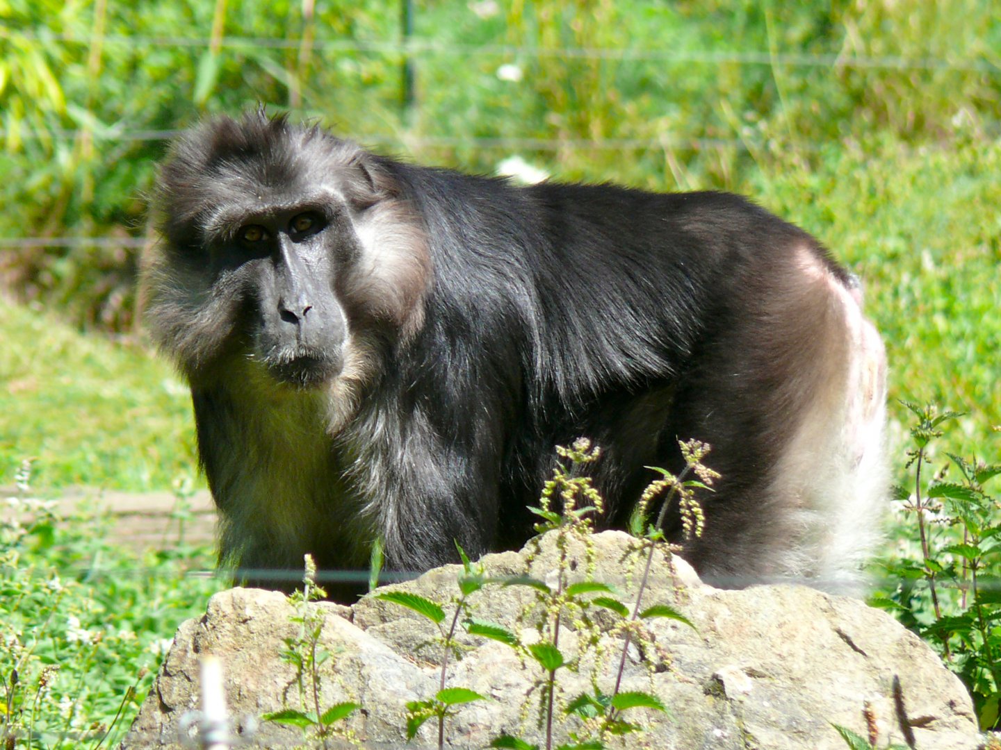 Tonkean Macaque at Parc Zoo Reynou, 2011