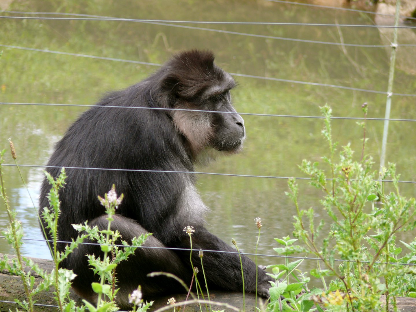 Tonkean Macaque at Parc Zoo Reynou, 2011