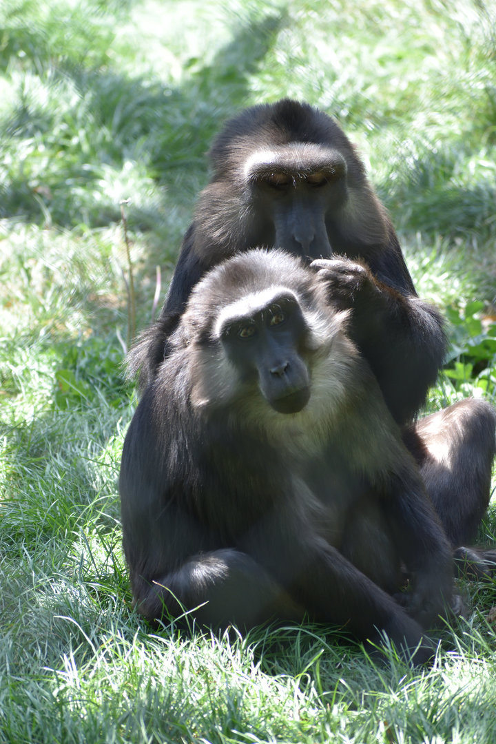 Tonkean Macaque - Espace zoologique de Saint Martin la Plaine 2023