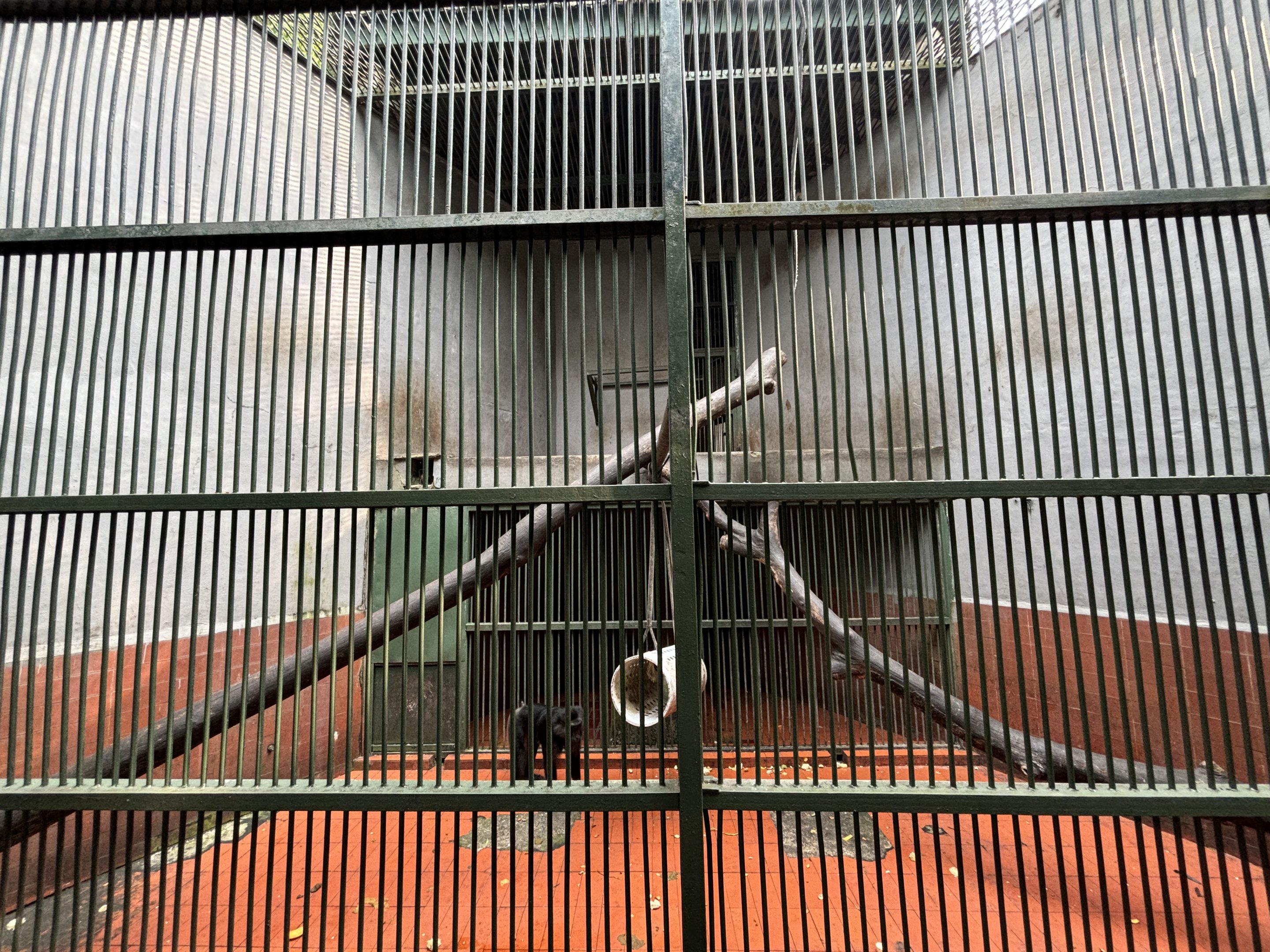 Tonkean Macaque Exhibit #1