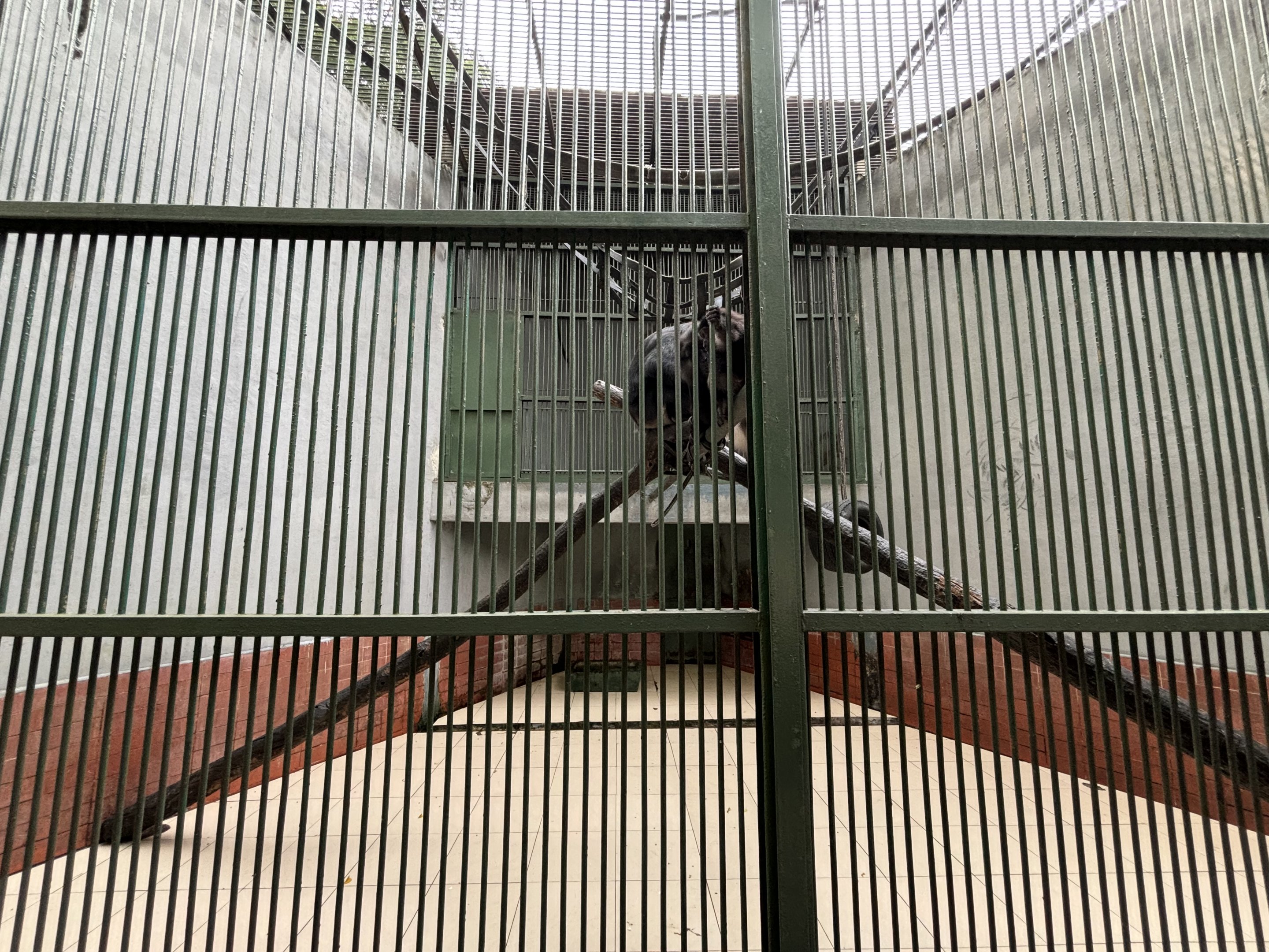 Tonkean Macaque Exhibit #2