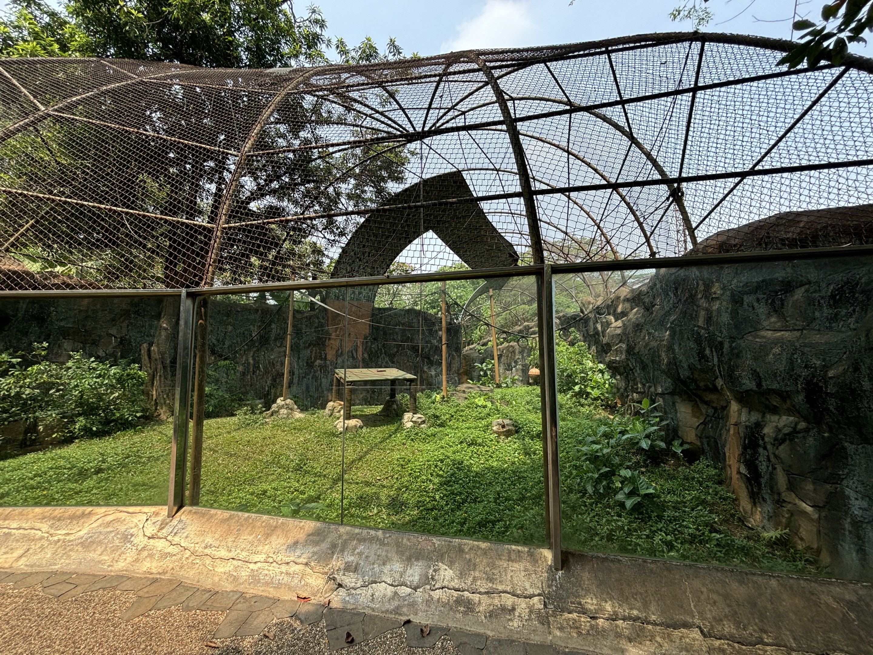 Tonkean Macaque Exhibit #3