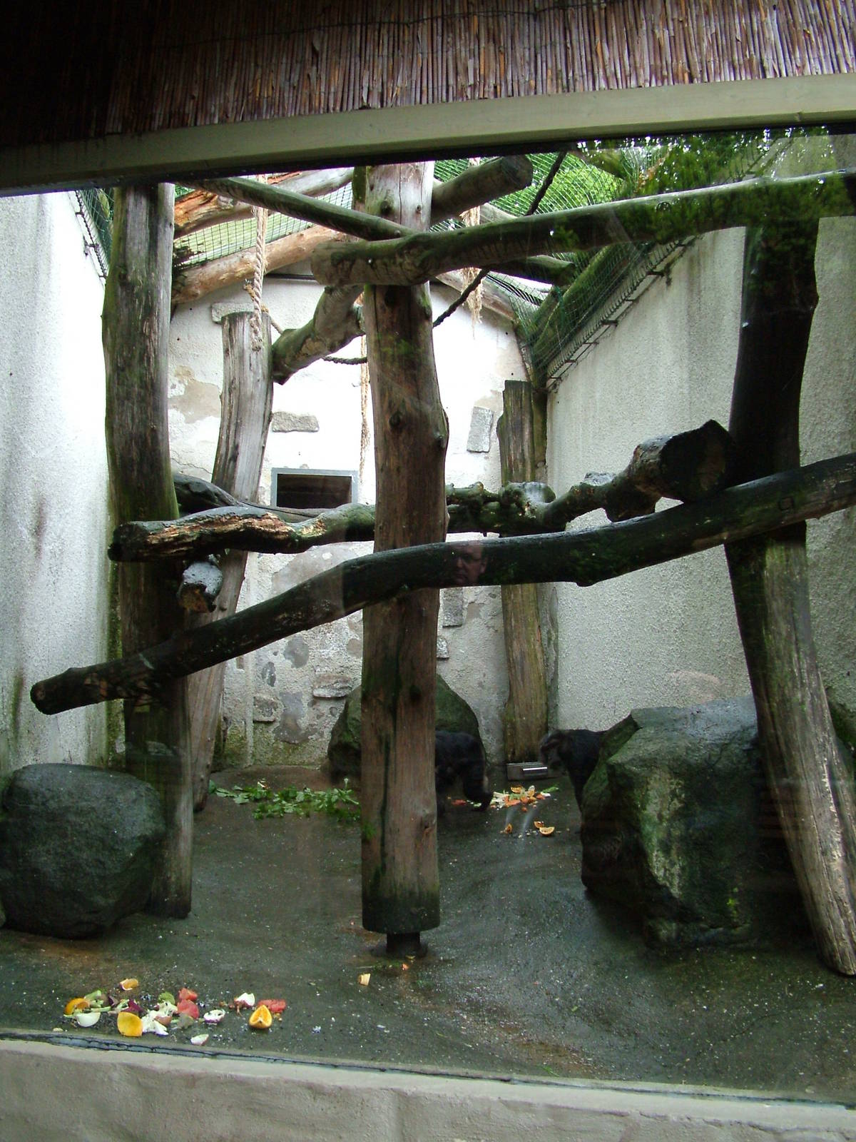 Tonkean Macaque exhibit at Jihlava, 31/05/10
