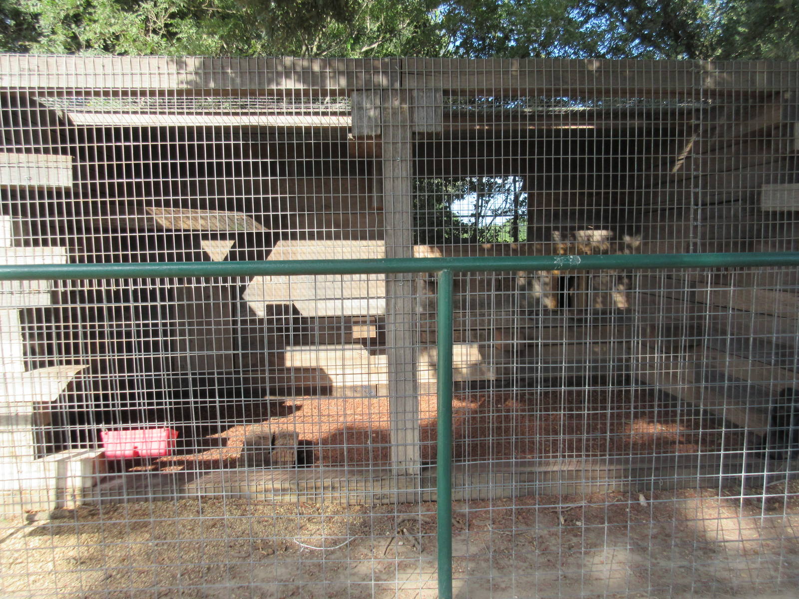 Tonkean Macaque Exhibit