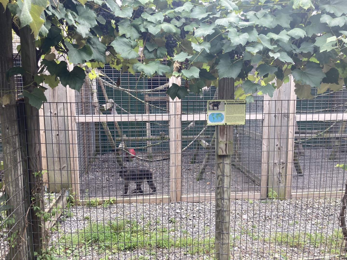 Tonkean Macaque exhibit