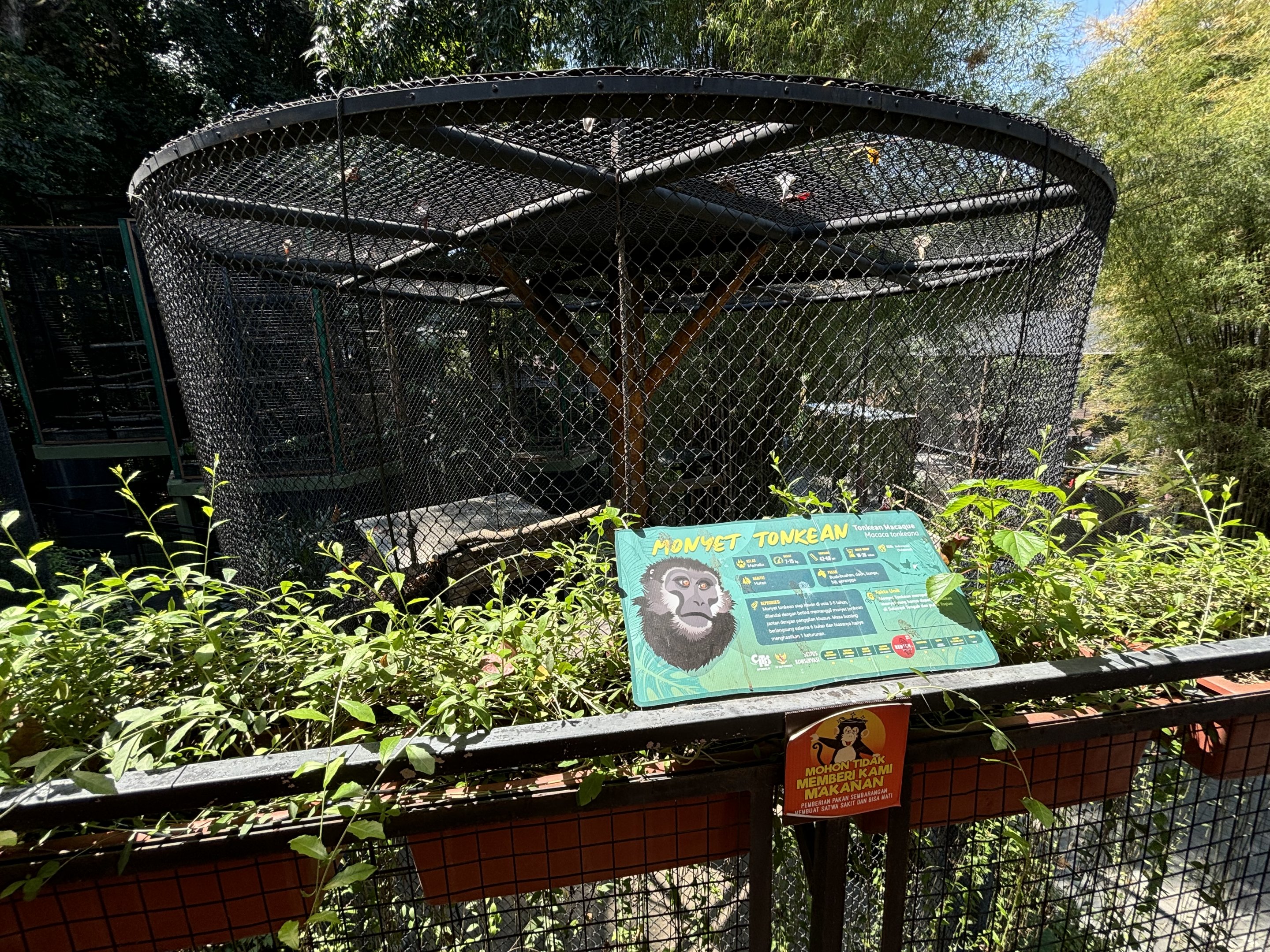 Tonkean Macaque Exhibit