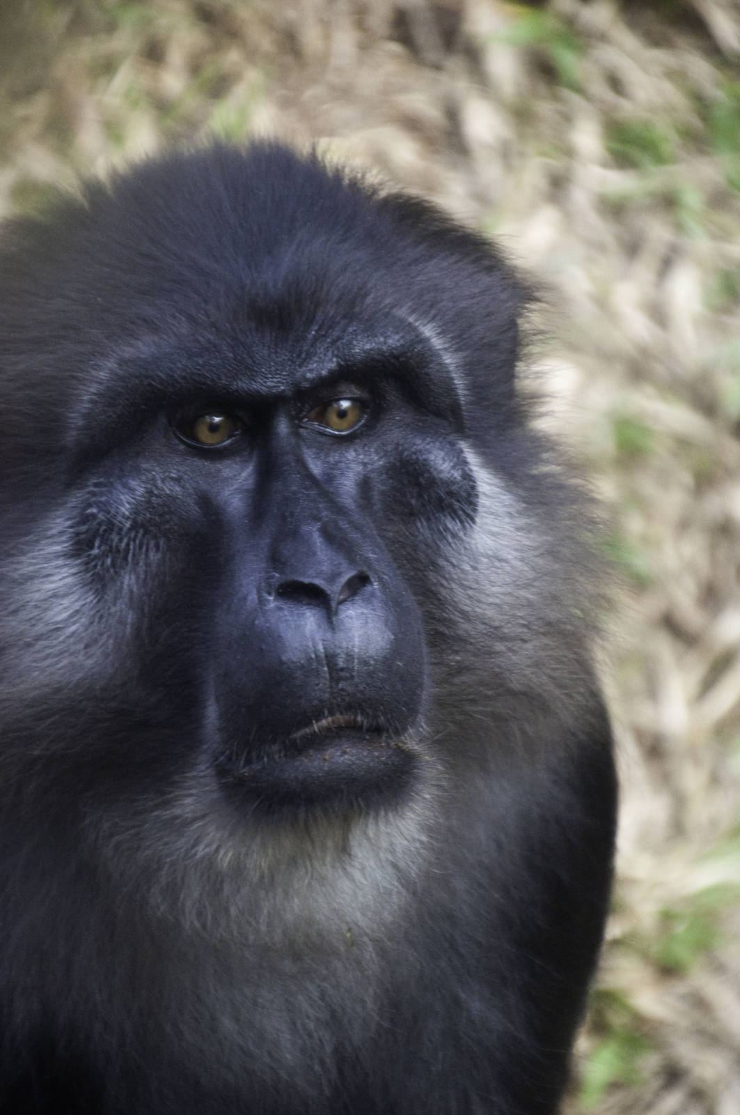 Tonkean Macaque - Macaca tonkeana - Ragunan Zoo 2012