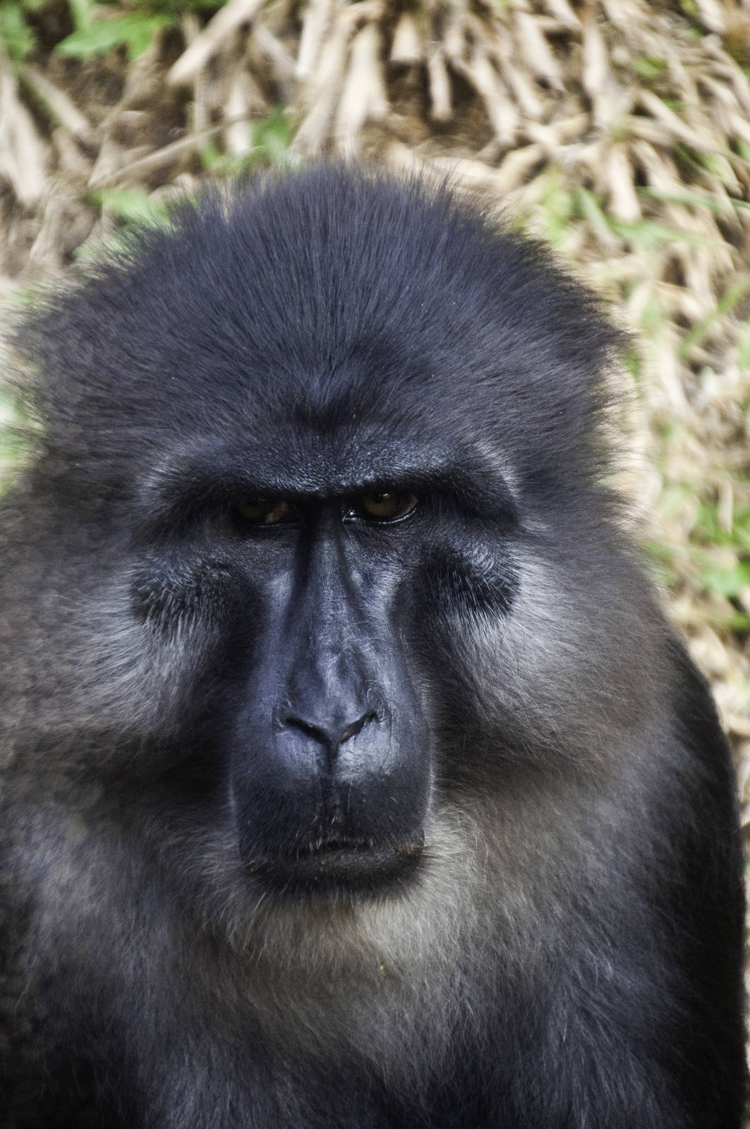 Tonkean Macaque - Macaca tonkeana - Ragunan Zoo 2012