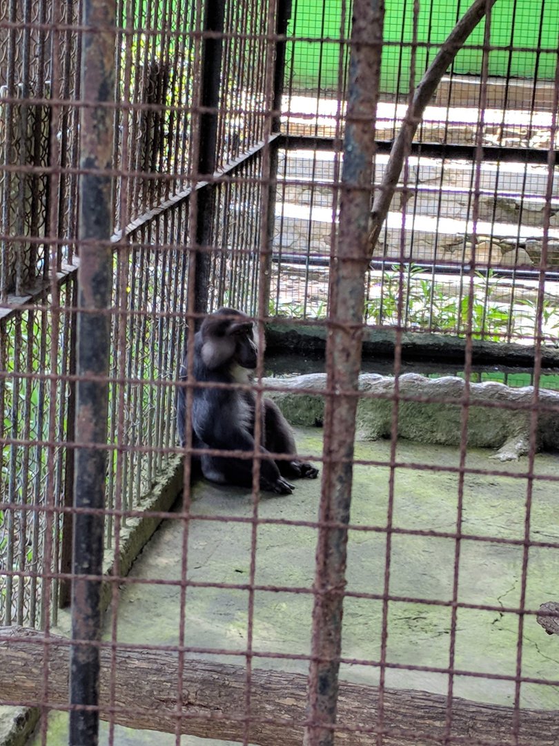 Tonkean Macaque (Macaca tonkeana) - Taru Jurug Zoo