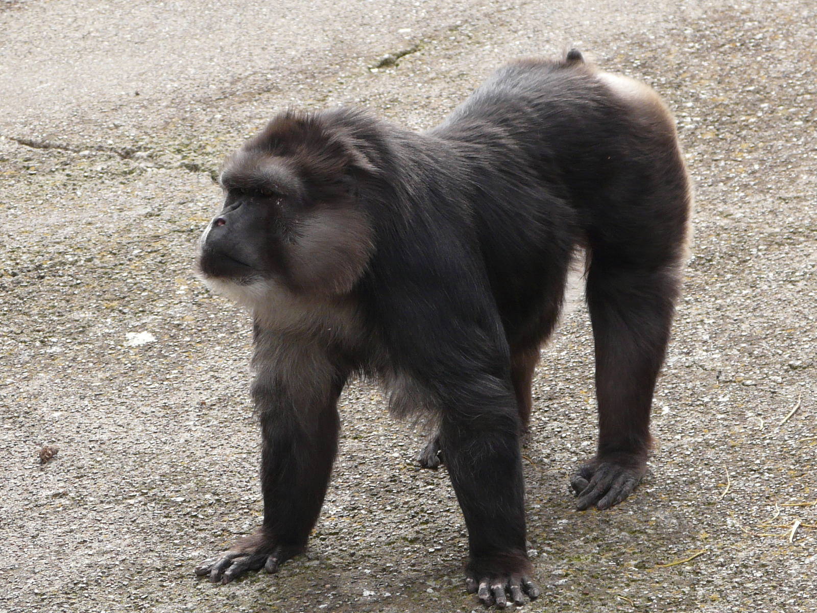 Tonkean macaque/ Macaca tonkeana