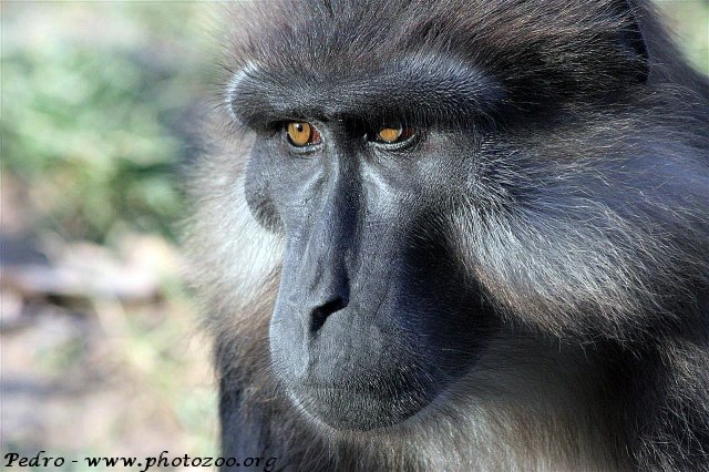 Tonkean macaque (Macaca tonkeana)