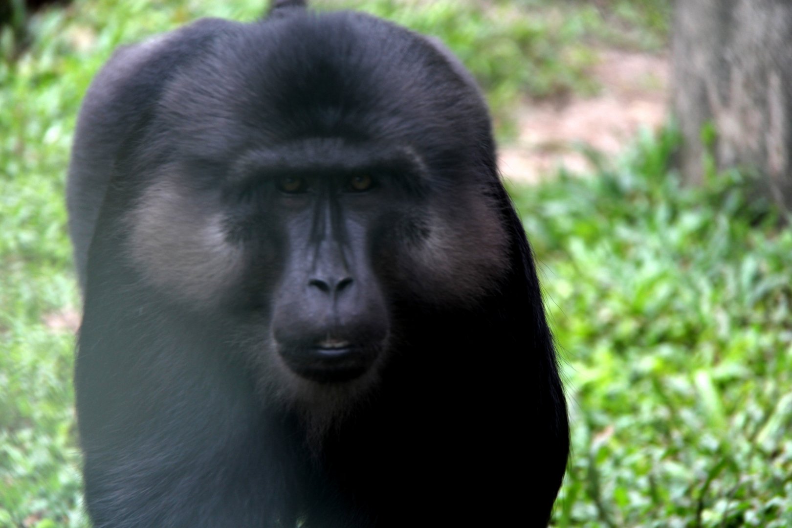 Tonkean macaque (Macaca tonkeana)