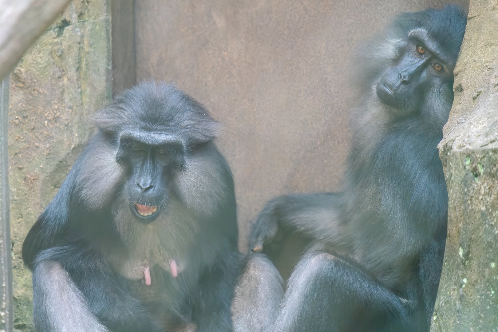 Tonkean Macaque - Macaca tonkeana