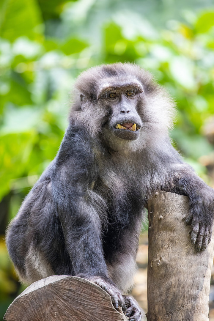 Tonkean macaque (Macaca tonkeana) ?