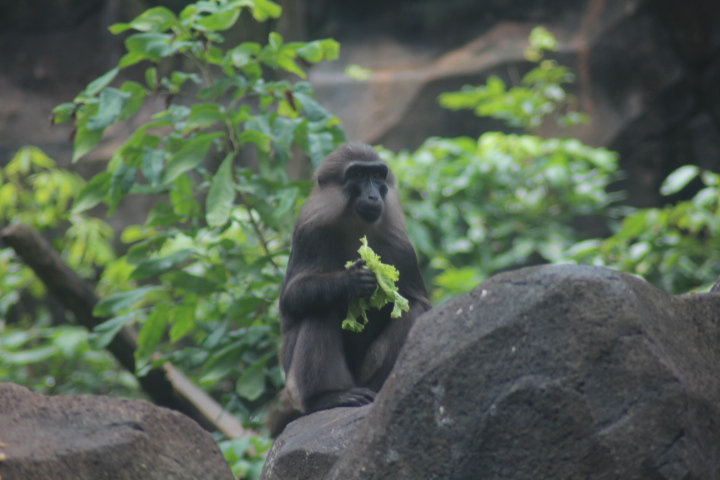 Tonkean macaque (Macaca tonkeana)