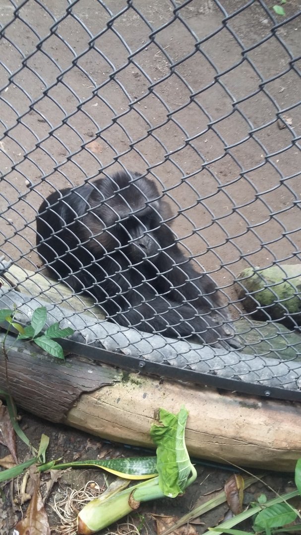 Tonkean macaque (Macaca tonkeana)