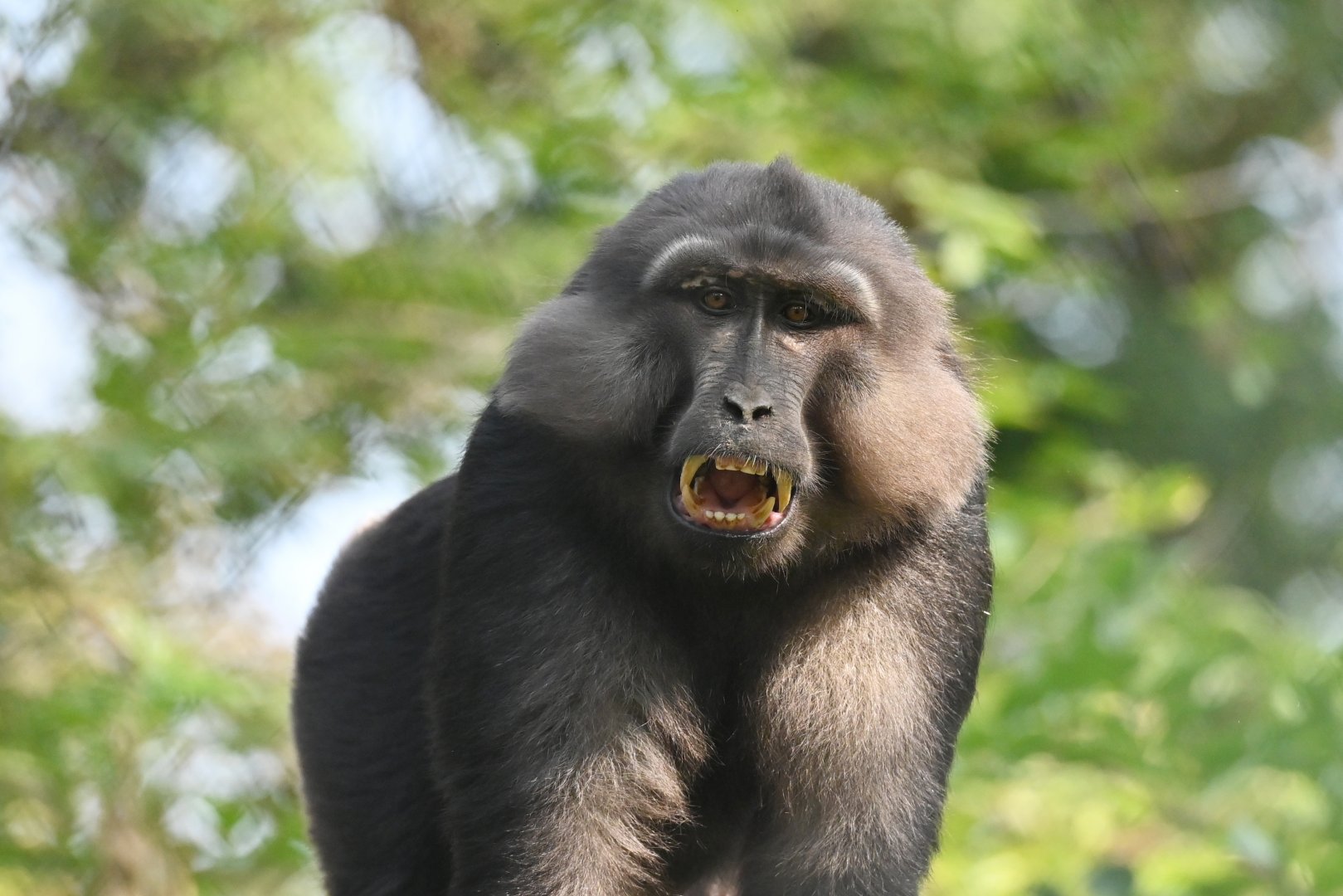 Tonkean macaque Macaca tonkeana