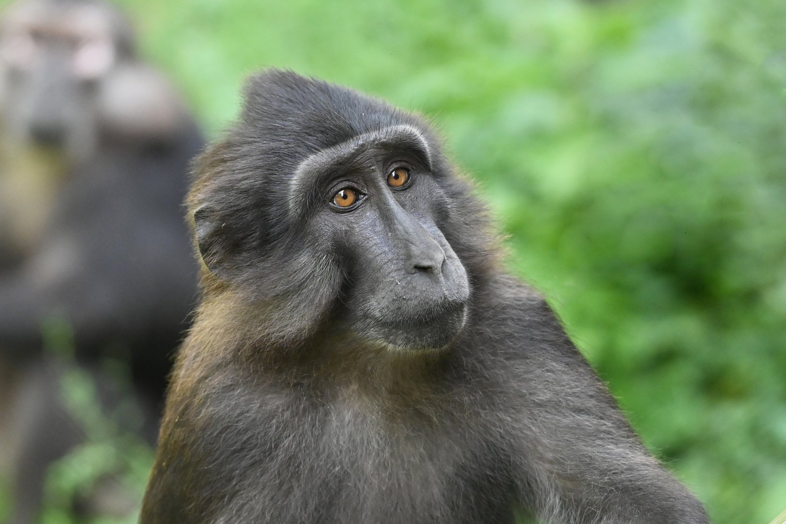 Tonkean macaque Macaca tonkeana