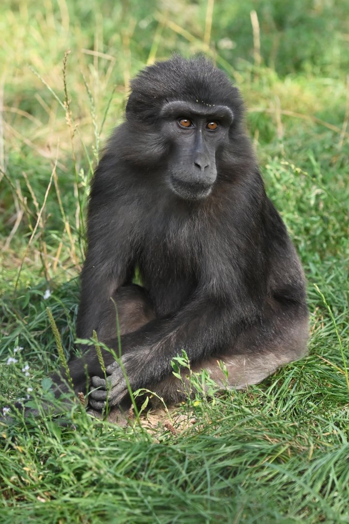 Tonkean macaque Macaca tonkeana