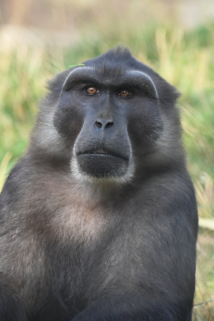 Tonkean macaque Macaca tonkeana