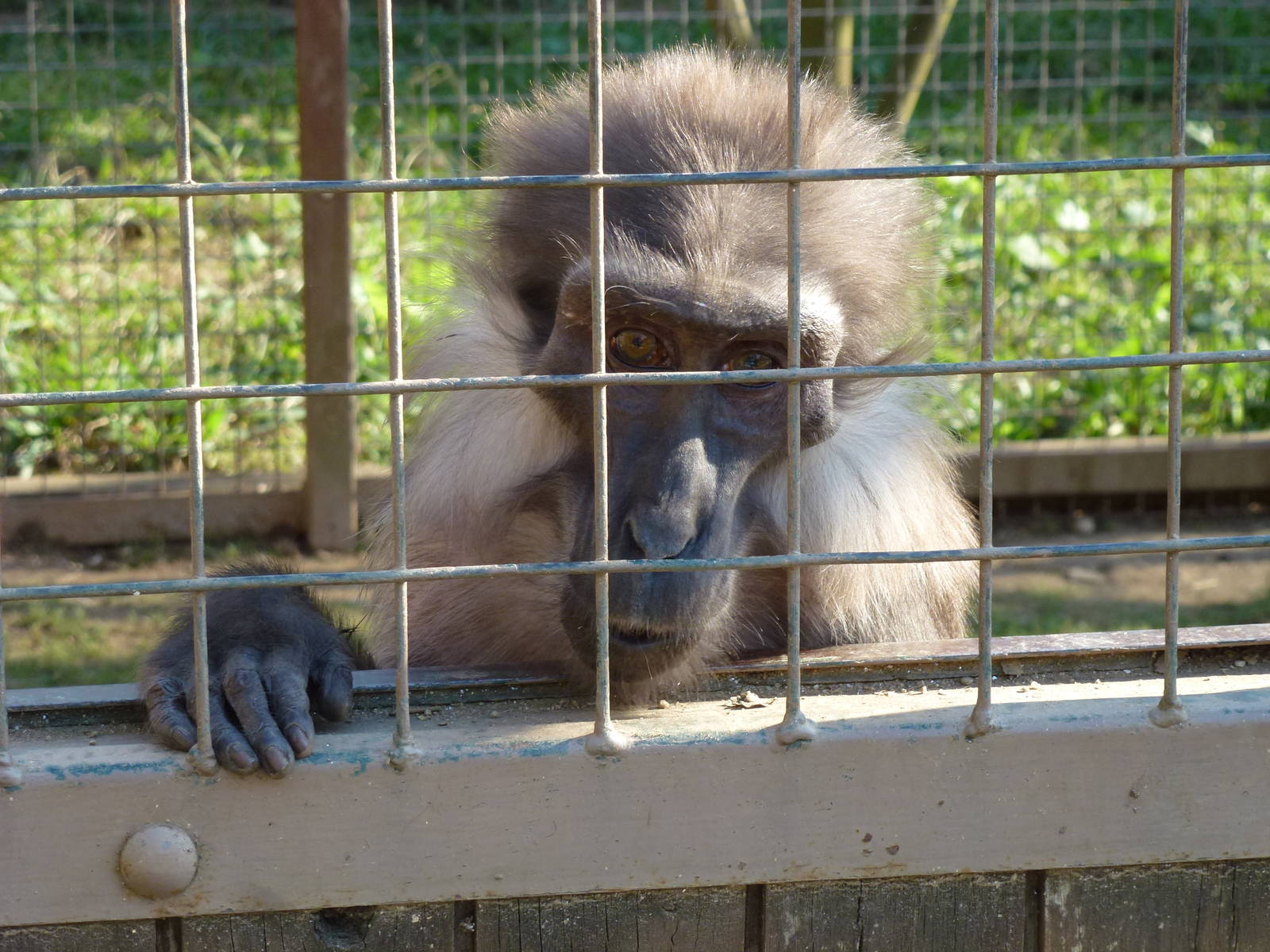 Tonkean macaque, November 2013.
