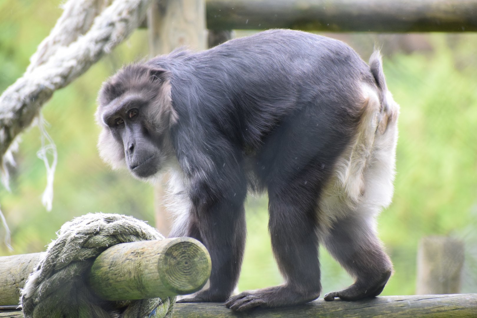 Tonkean macaque - Parc zoologique de Saint-Martin-la- Plaine