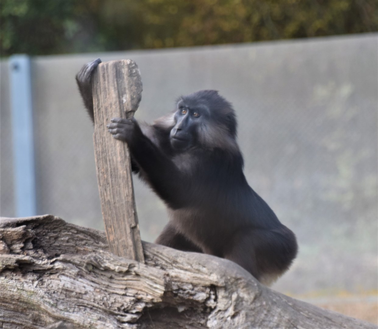 Tonkean macaque playing