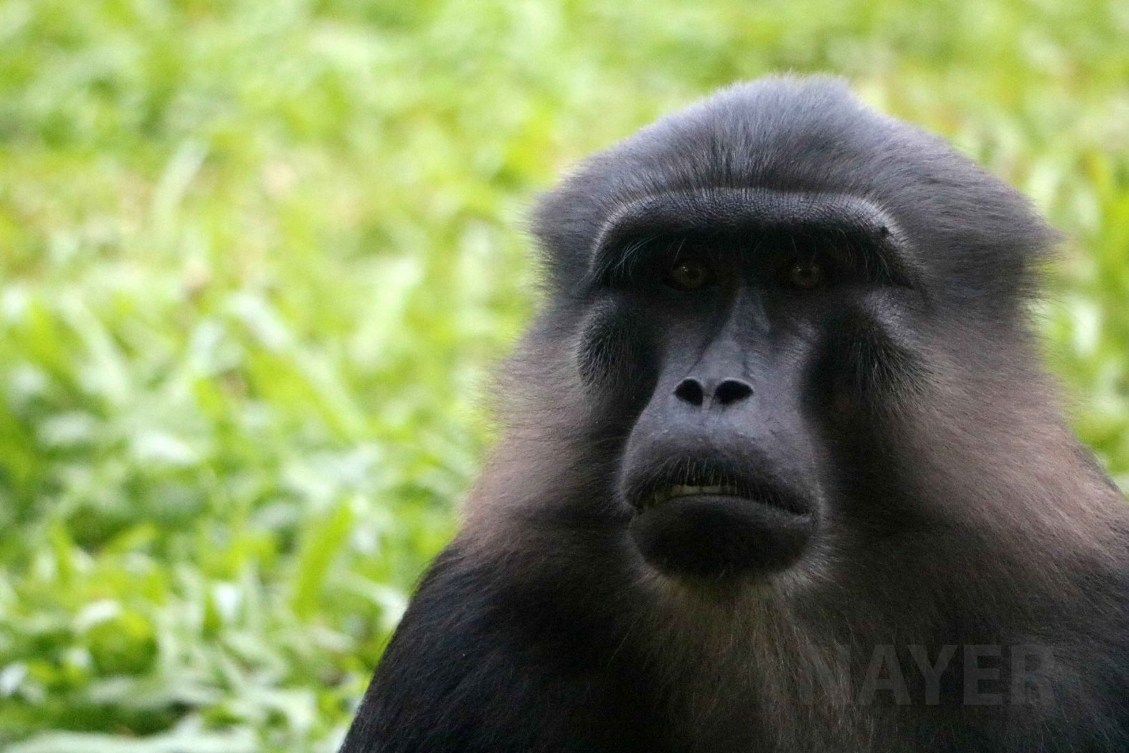 Tonkean macaque, Schmutzer primate centre, June 2016