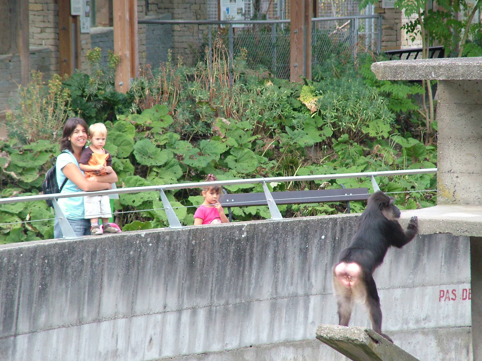 Tonkean Macaque viewing at Mulhouse 29/08/09