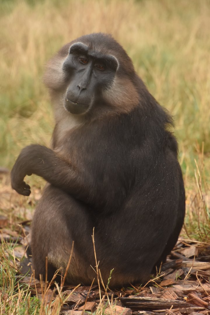 Tonkean Macaque
