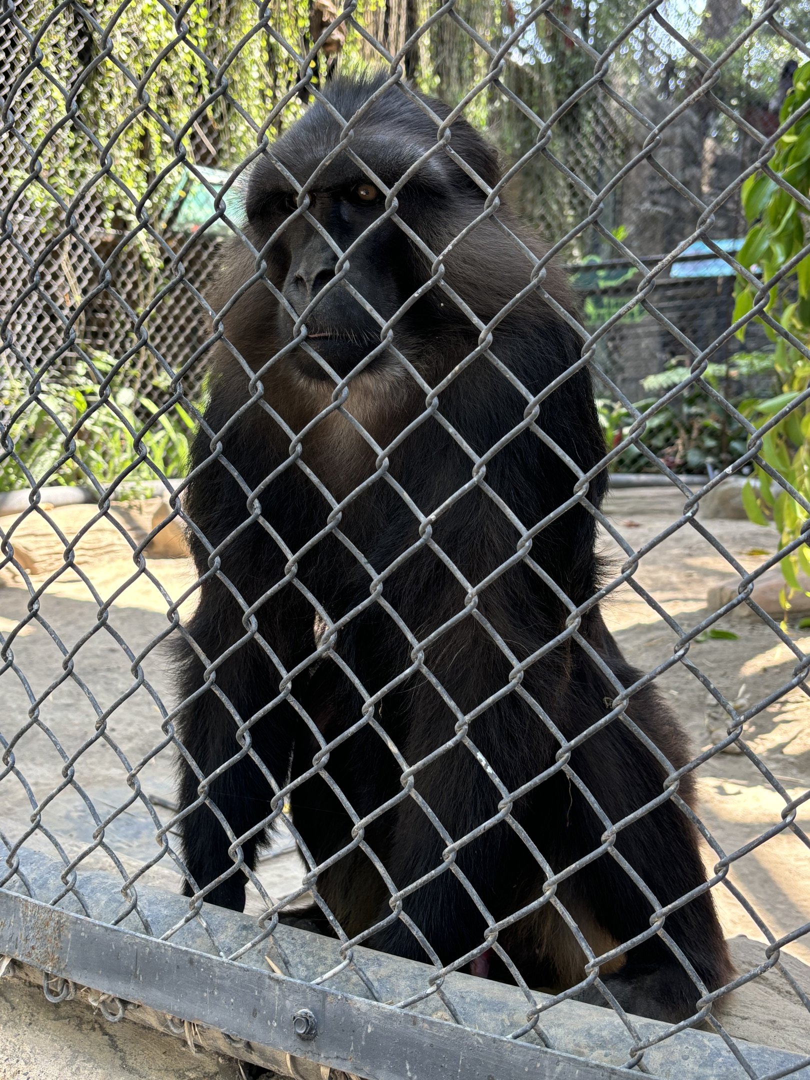 Tonkean Macaque