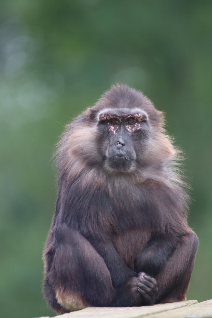Tonkean macaque