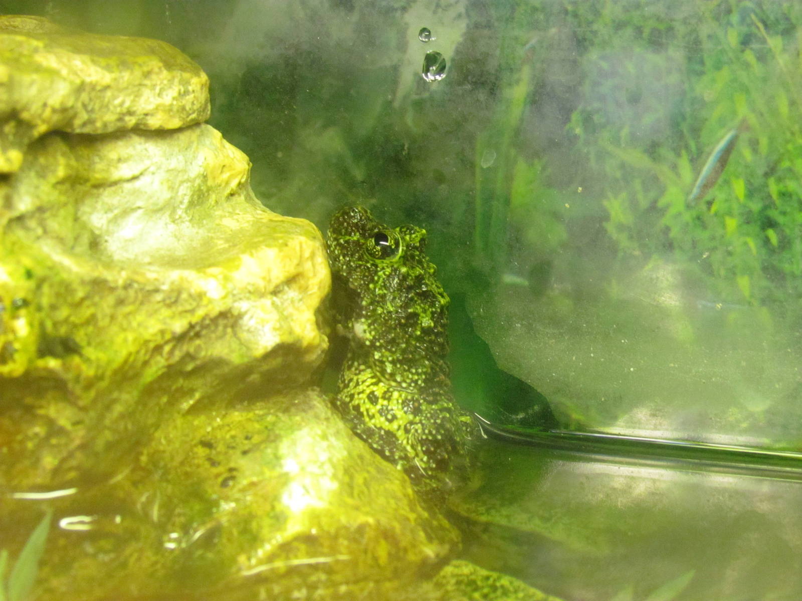 Tonkin Bug-eyed Frog (AKA Vietnamese Mossy Frog)