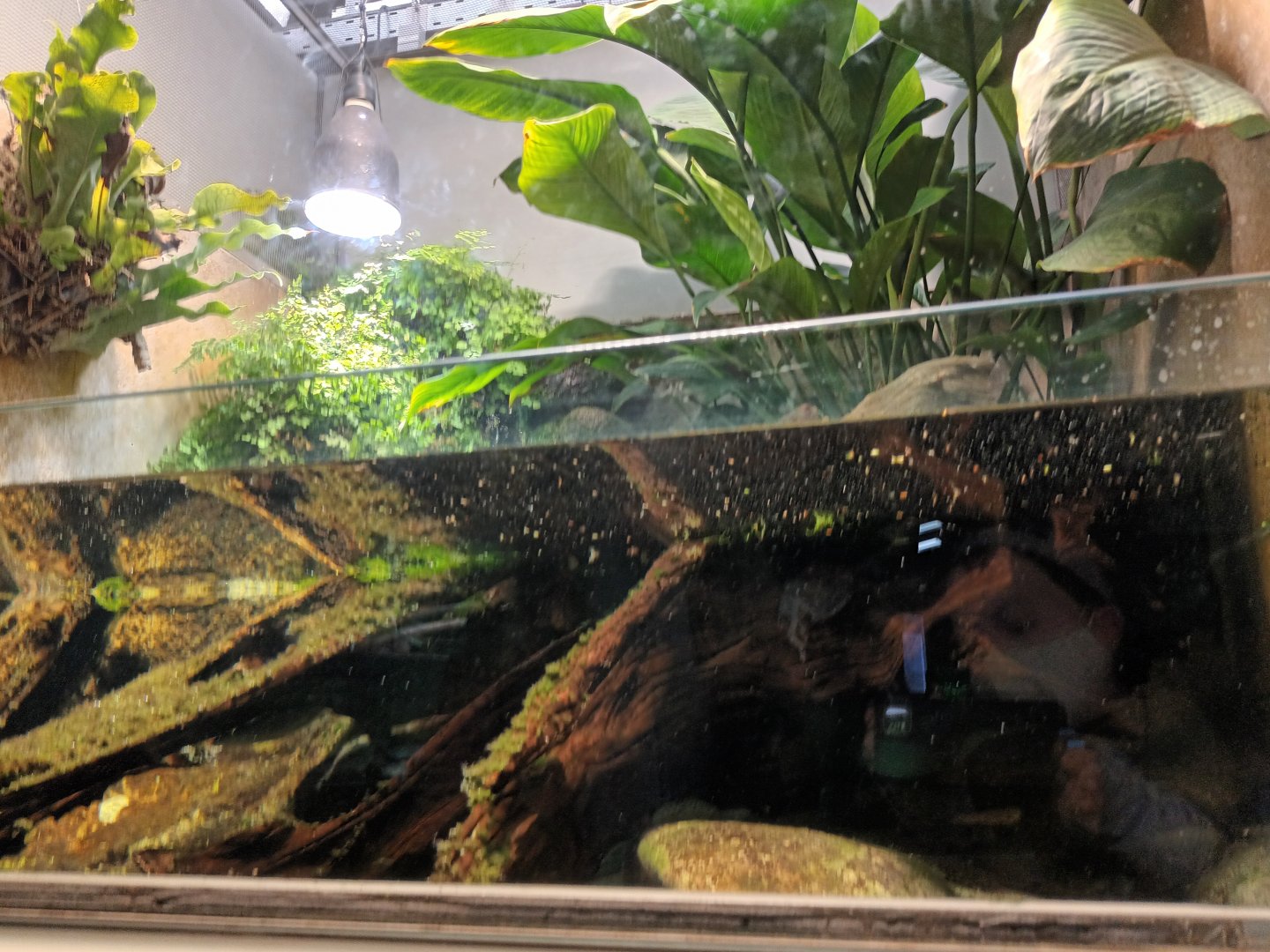 Tonkin bug eyed Frog and Chinese crocodile Lizard Palaudarium