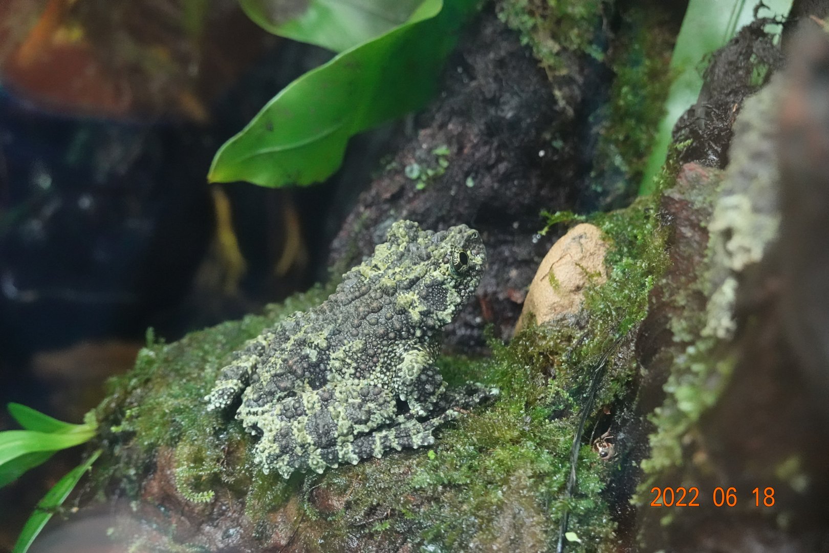 Tonkin Bug-eyed Frog (Theloderma corticale)