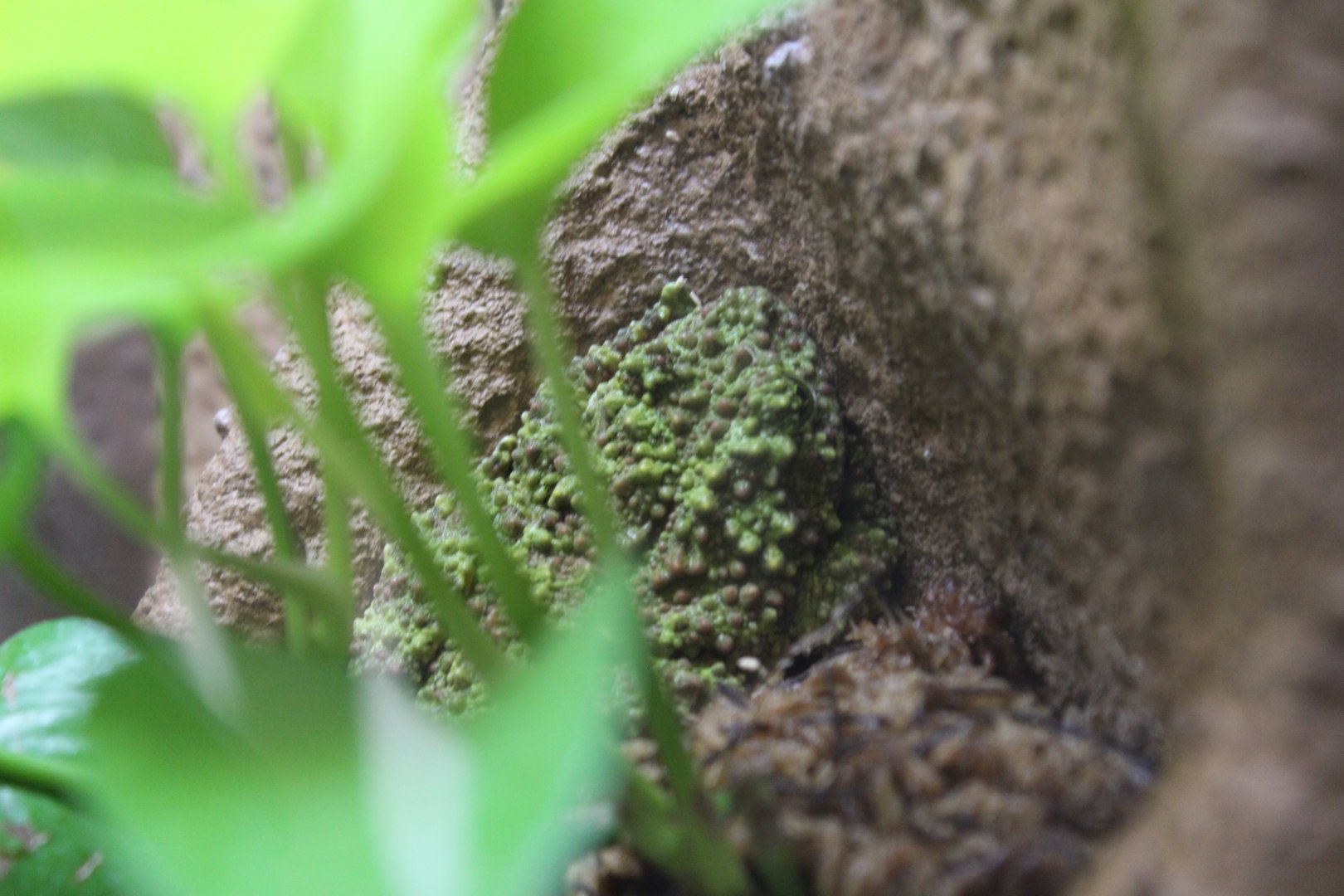Tonkin bug-eyed frog