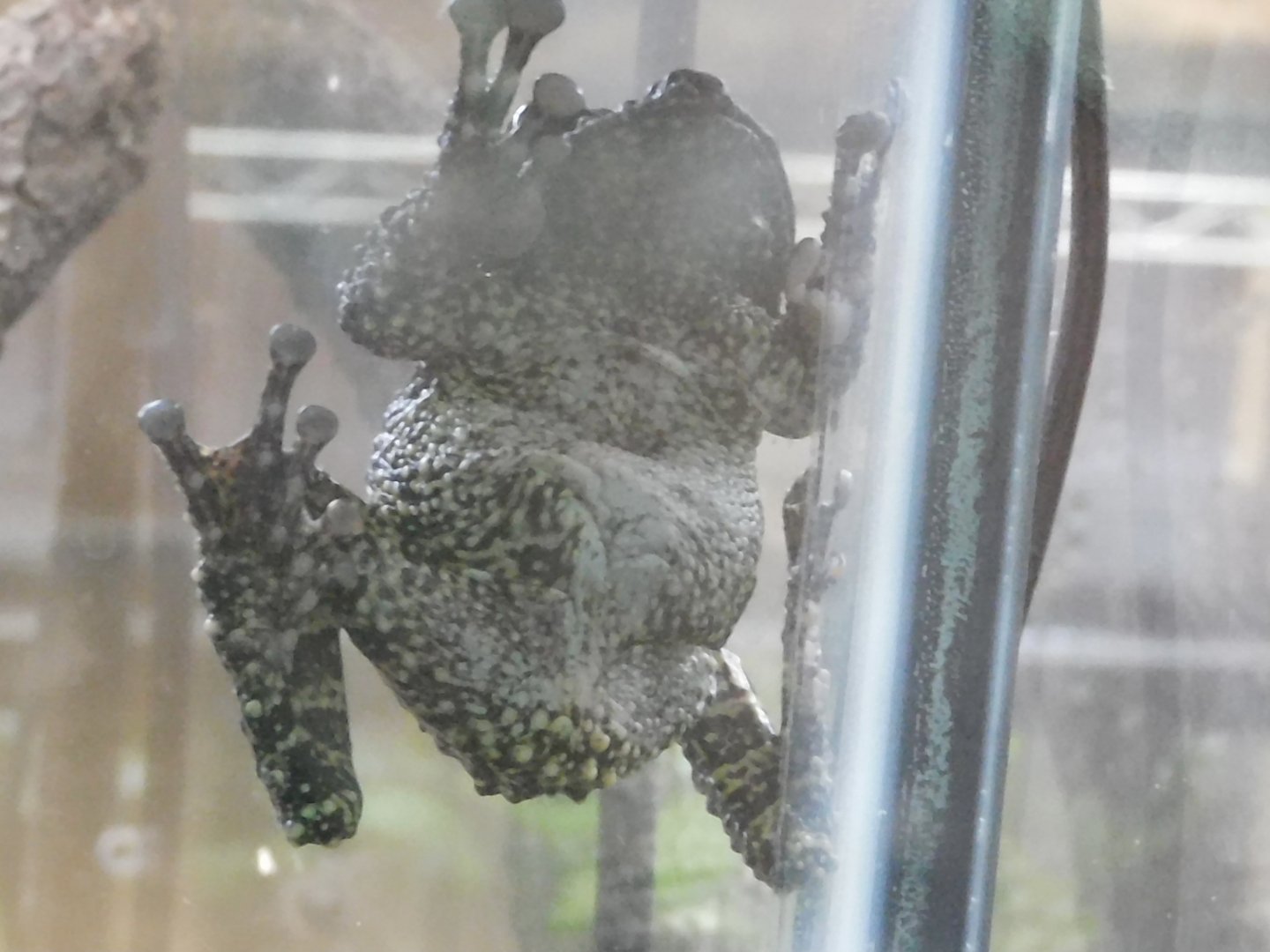 Tonkin bug eyed frog