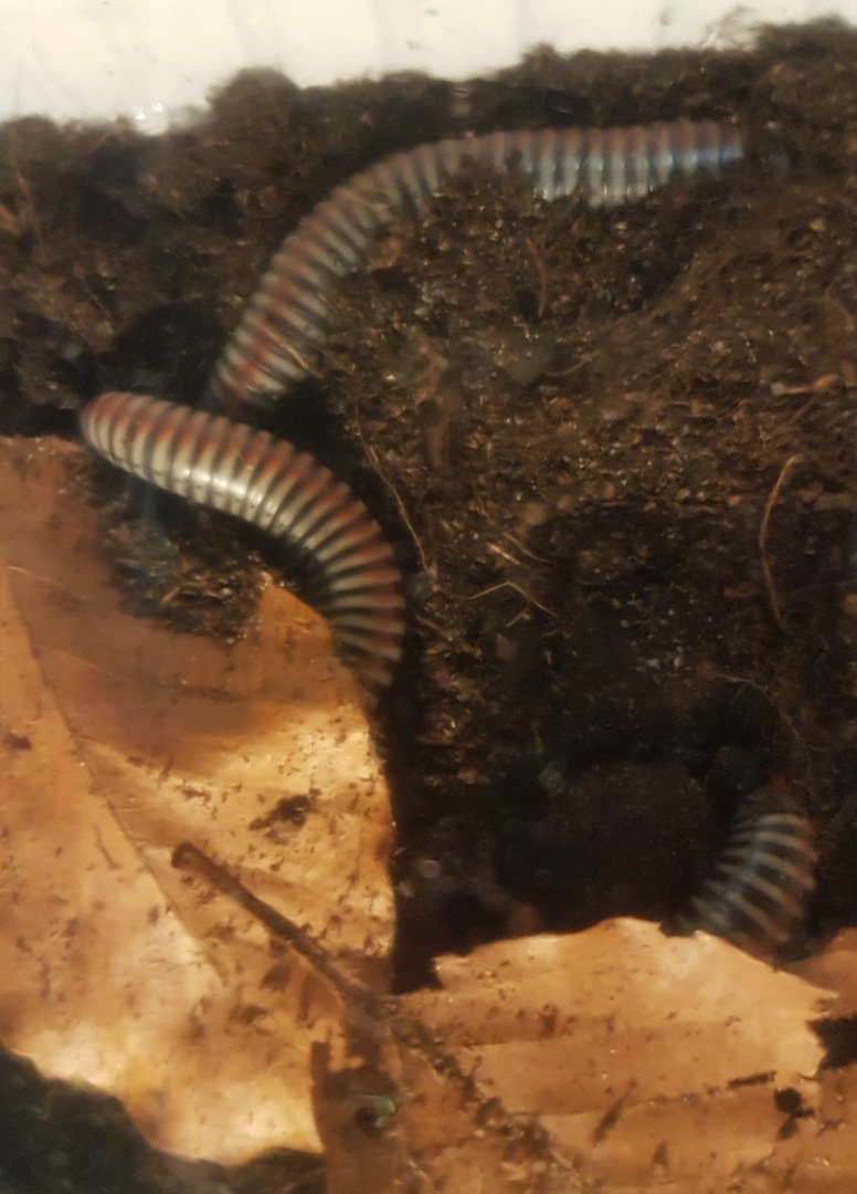 Tonkinbolus dollfusi