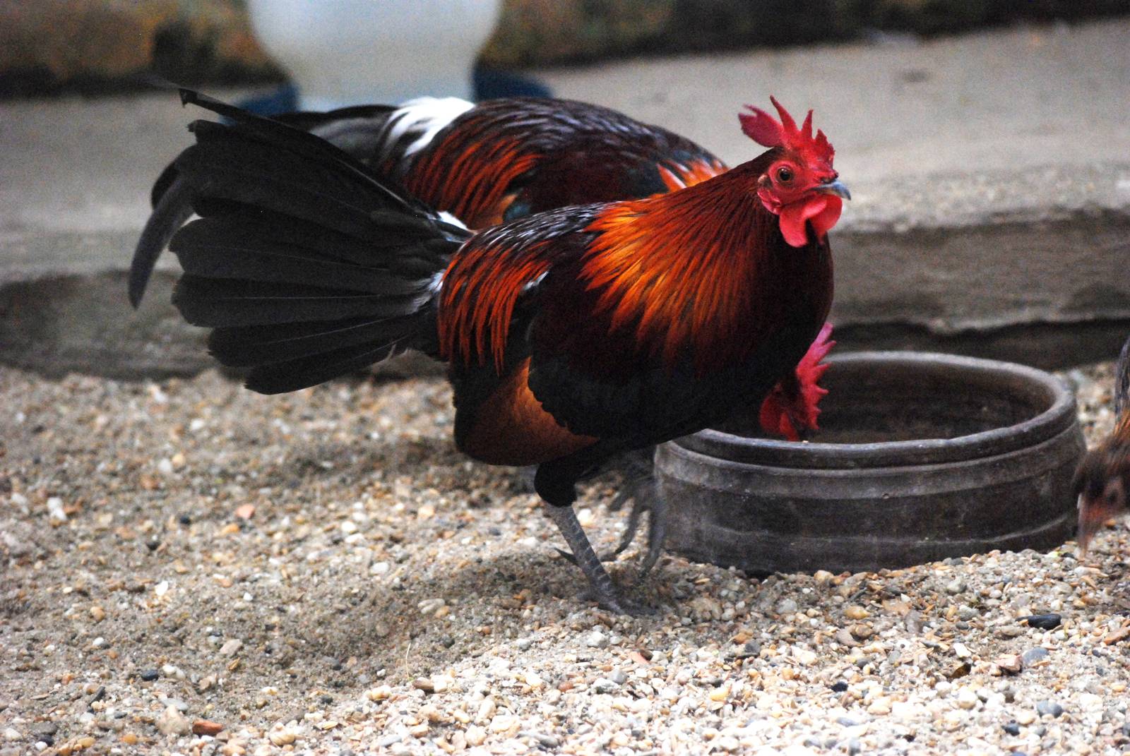 Tonkinese Red Jungle Fowl at Hanoi Zoo, 15/03/12