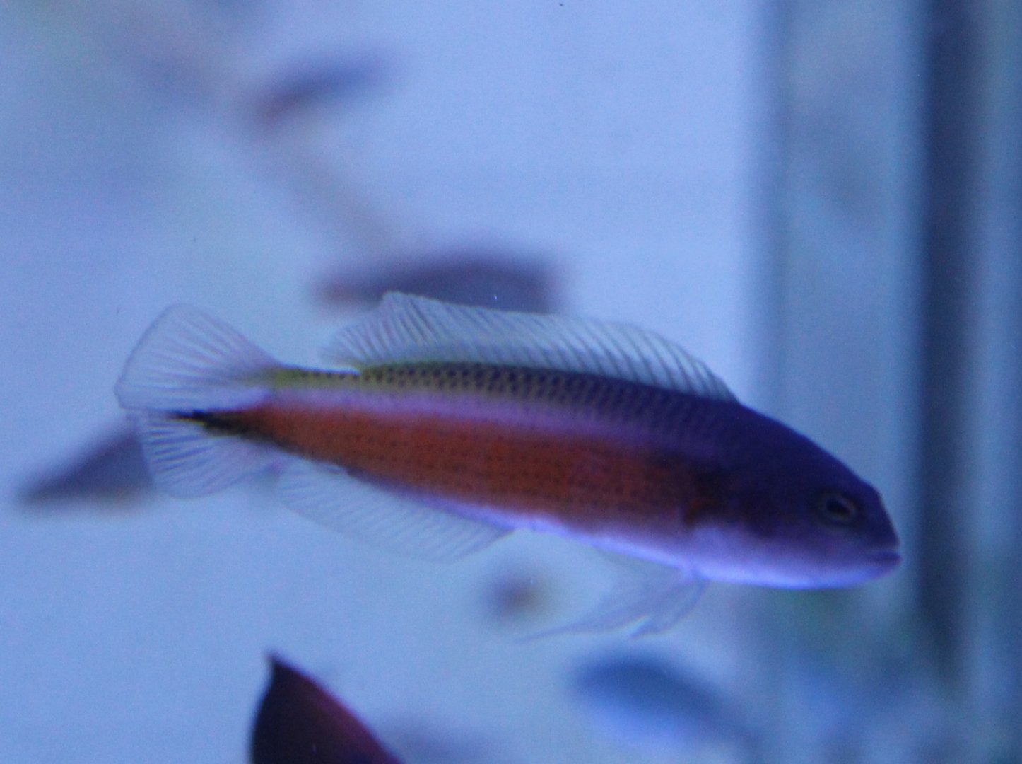 Tono's dottyback - Pseudochromis tonozukai